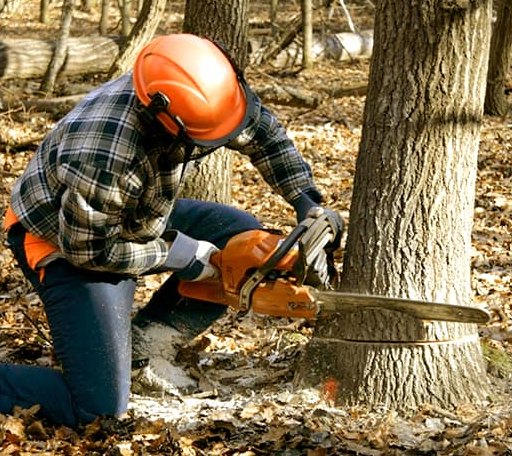 Tree Removal in Moundridge, KS